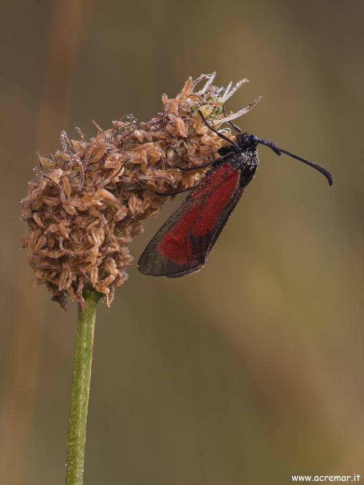 Zygaenidae?